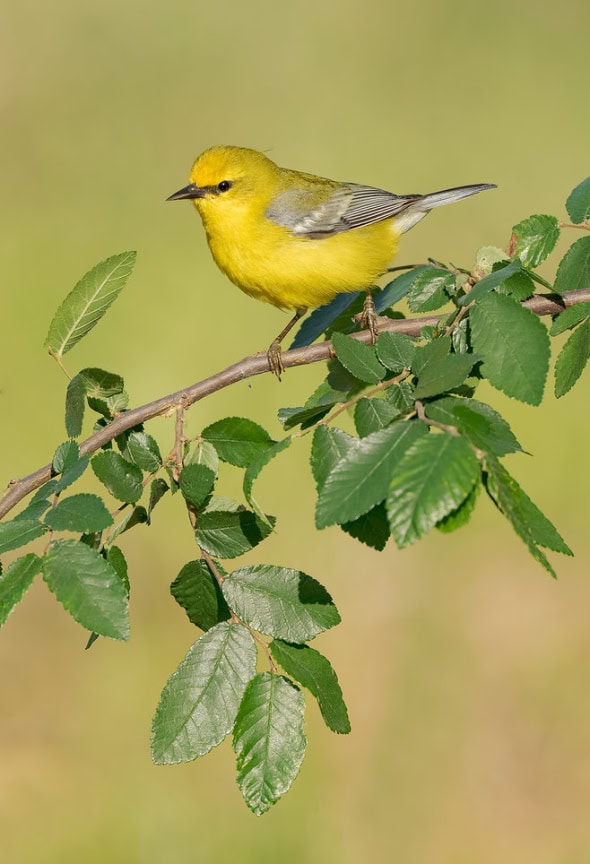 Blue-winged Warbler Female