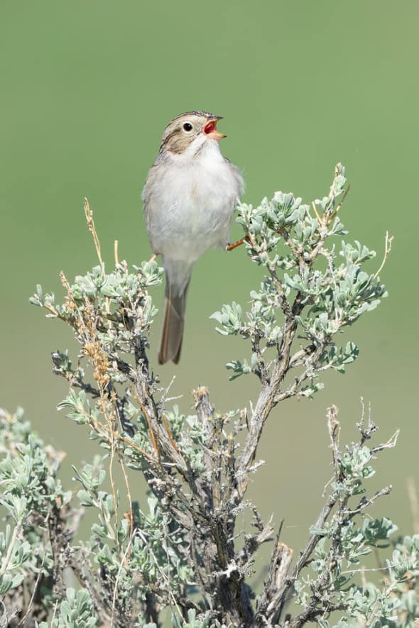 Brewer's Sparrow