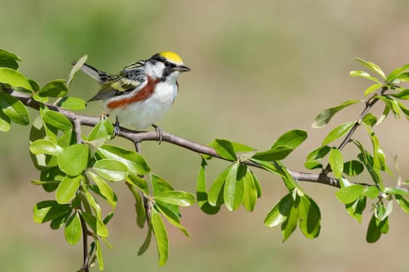 Chestnut-sided Warbler Male