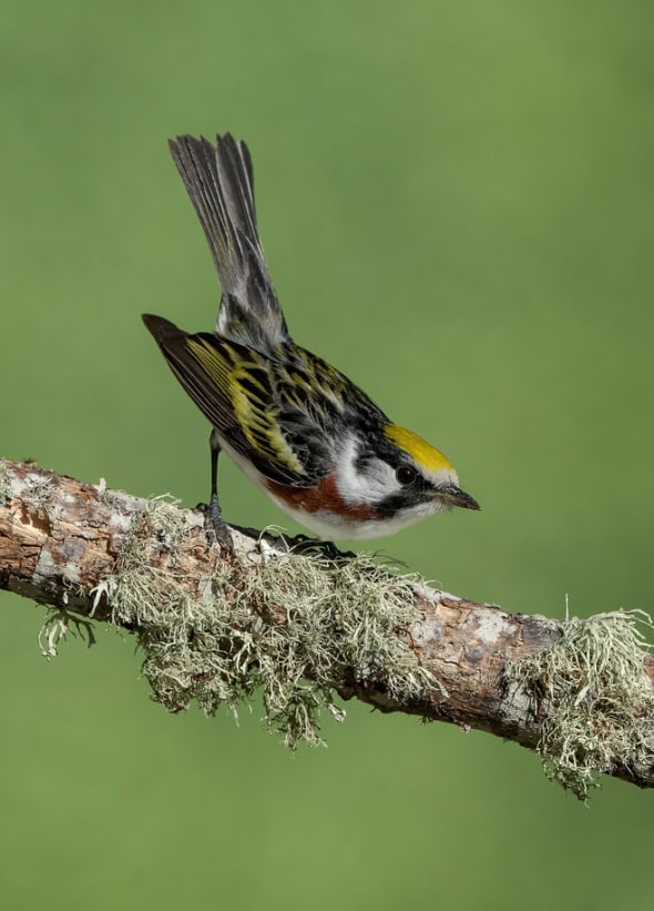 Chestnut-sided Warbler Male