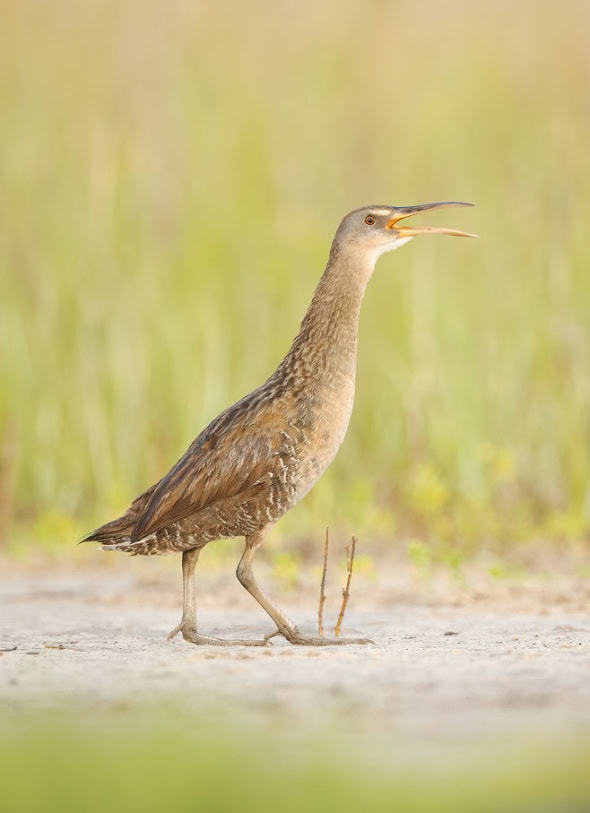 Clapper Rail