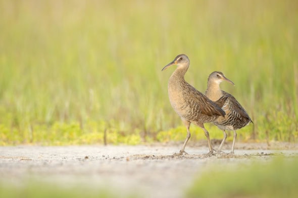 Clapper Rails