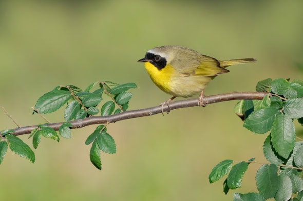 Common Yellowthroat Male