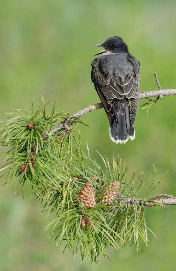 Eastern Kingbird