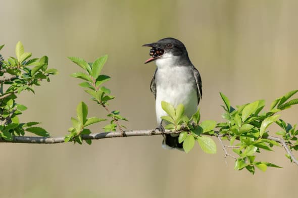 Eastern Kingbird