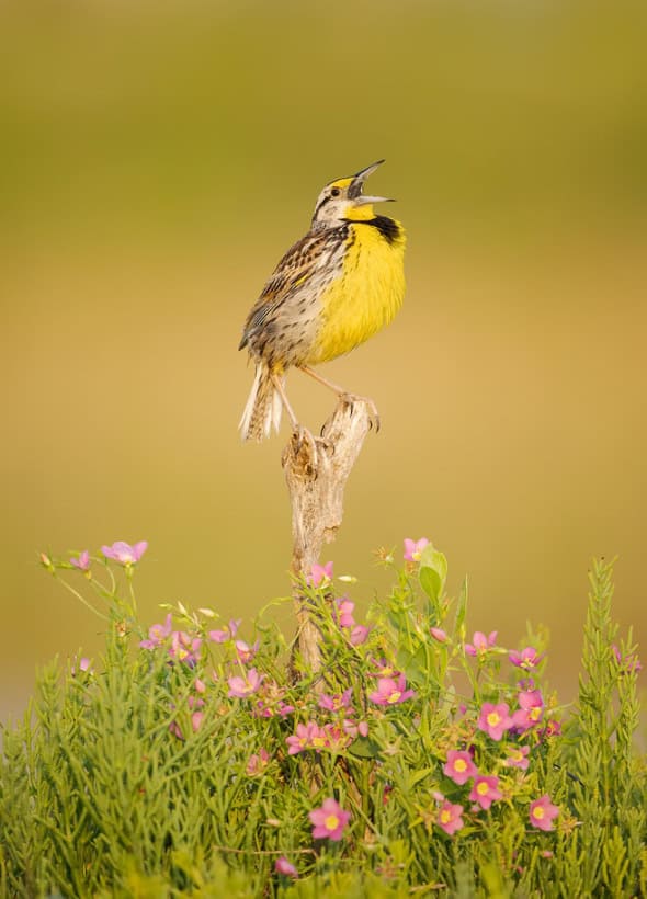 Eastern Meadowlark