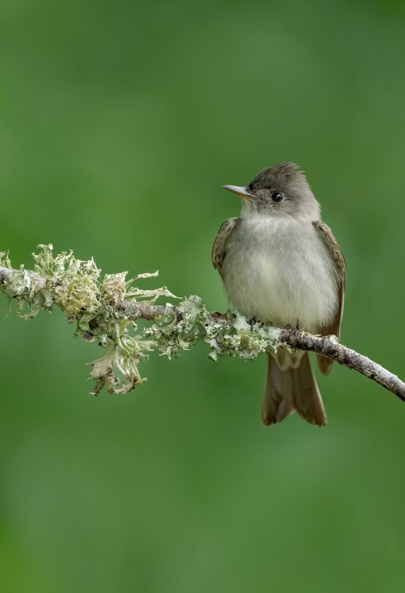 Eastern Wood-pewee