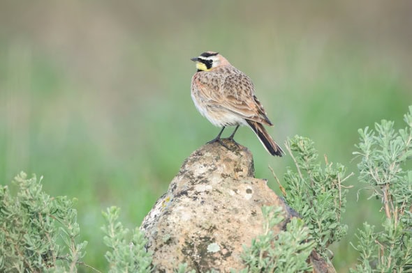 Horned Lark