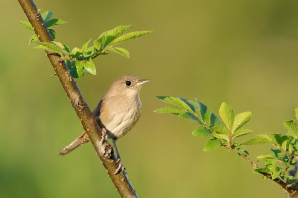 House Wren