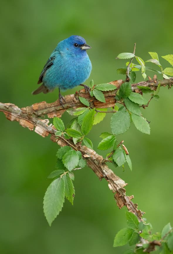 Indigo Bunting Male