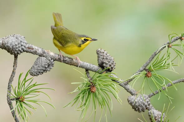 Kentucky Warbler Female