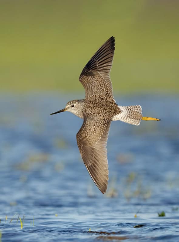 Lesser Yellowlegs