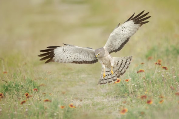 Northern Harrier Male