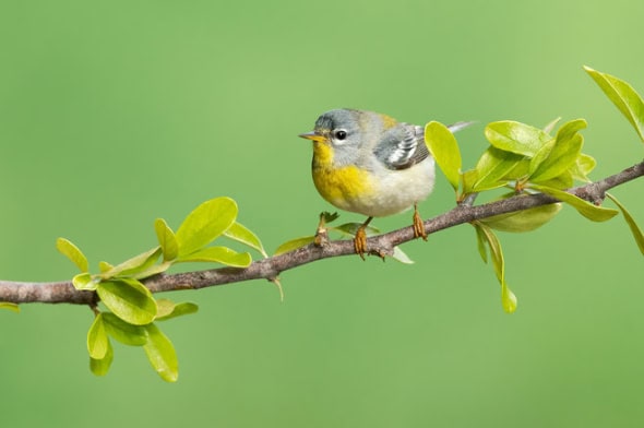 Northern Parula Female