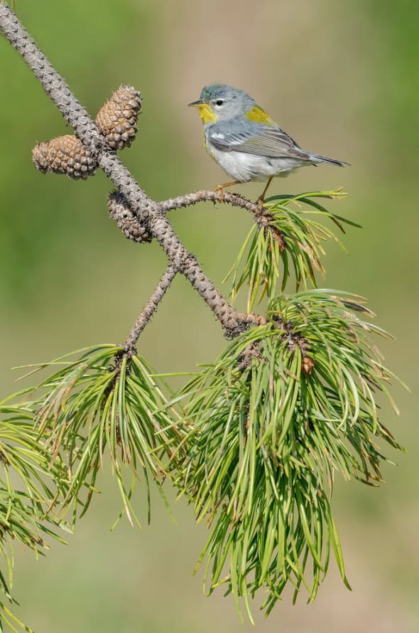 Northern Parula Male