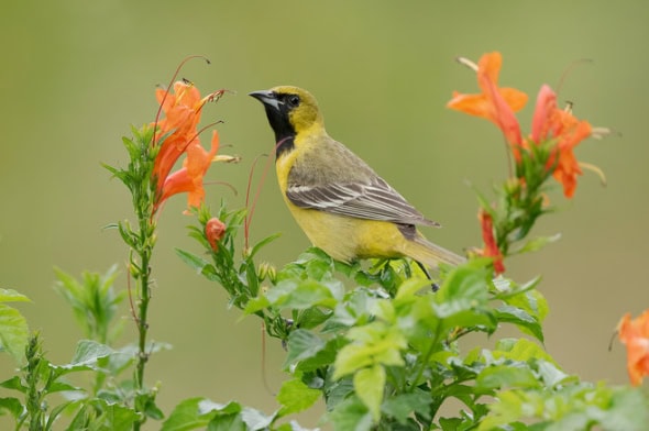 Orchard Oriole 1st Year Male