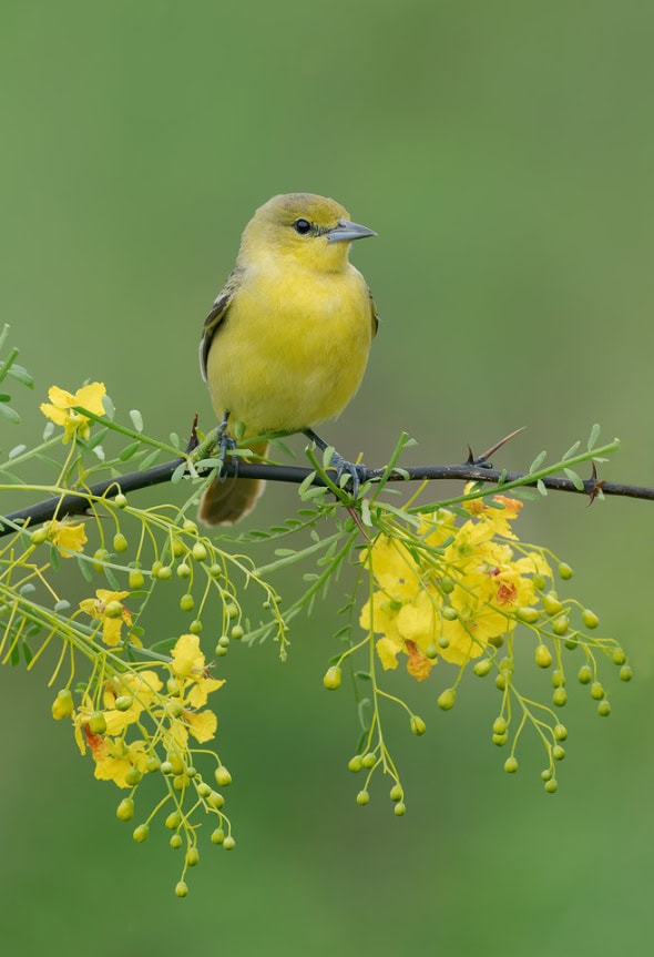 Orchard Oriole Female