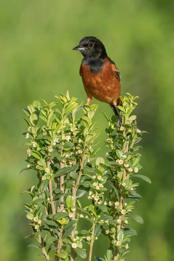 Orchard Oriole Male