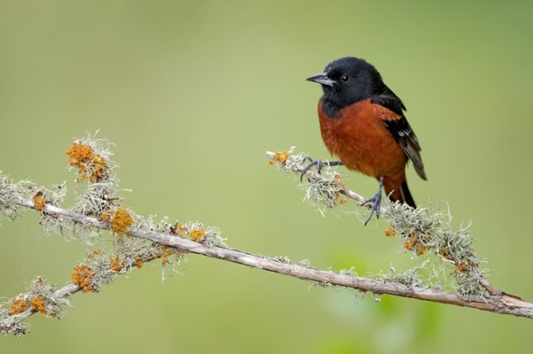 Orchard Oriole Male