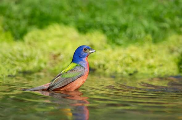 Painted Bunting Male