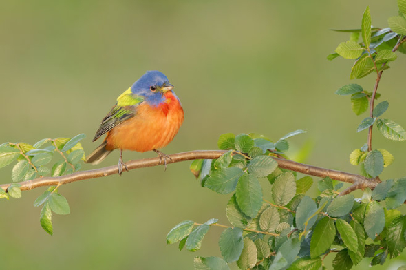 Painted Bunting Male