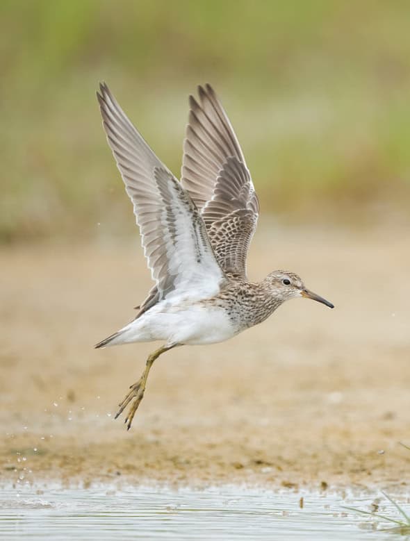 Pectoral Sandpiper