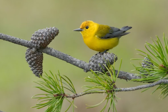 Prothonotary Warbler Male (Mulberry Stain on Forehead)