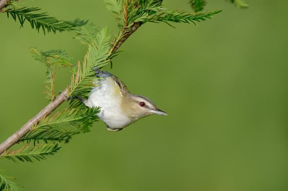 Red-eyed Vireo