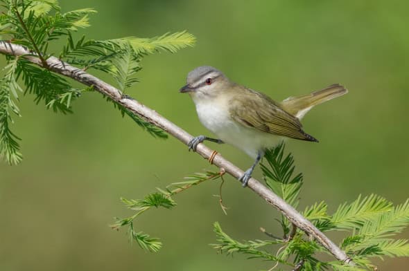 Red-eyed Vireo