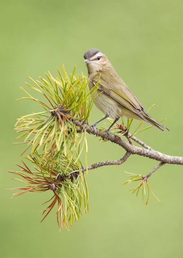 Red-eyed Vireo