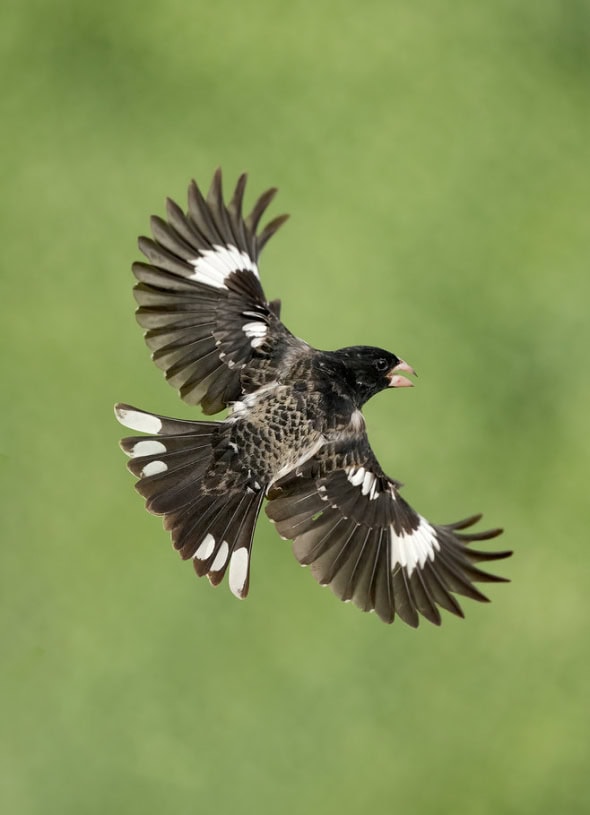 Rose-breasted Grosbeak Male