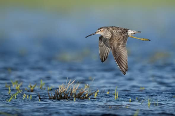 Stilt Sandpiper 