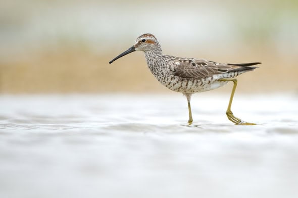 Stilt Sandpiper 