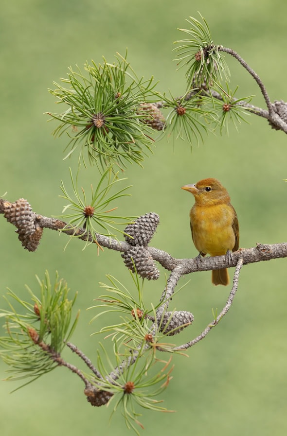 Summer Tanager Female