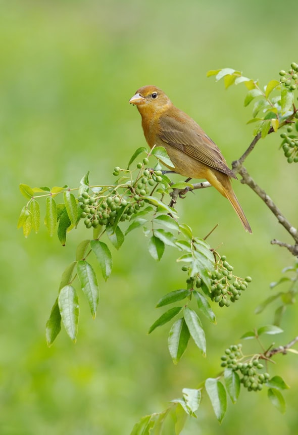 Summer Tanager Female