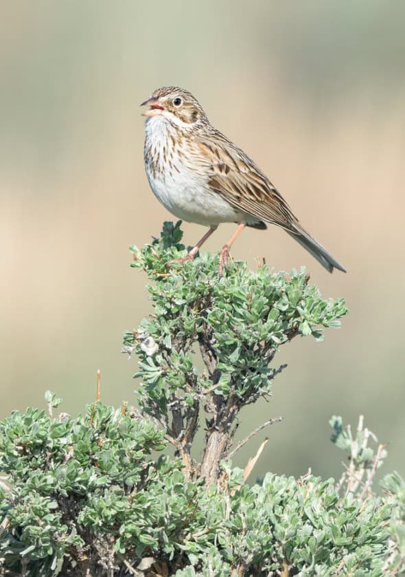 Vesper Sparrow