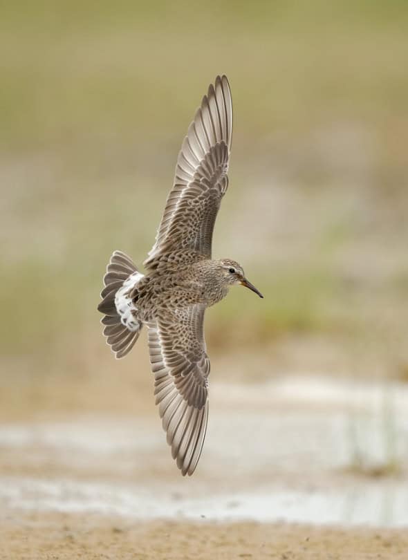 White-rumped Sandpiper