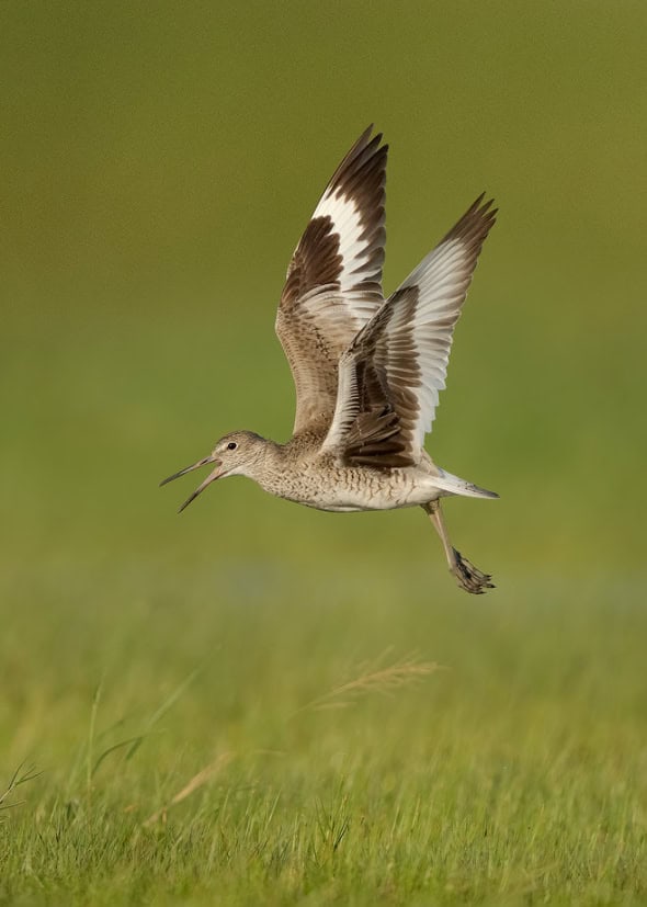 Willet