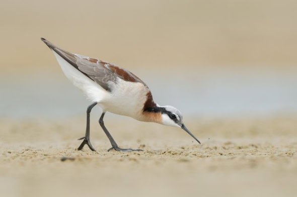 Wilson's Phalarope Female