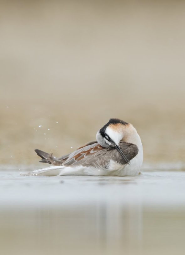 Wilson's Phalarope Female