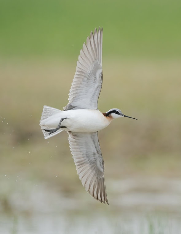 Wilson's Phalarope Female