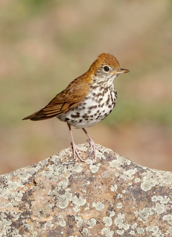 Wood Thrush