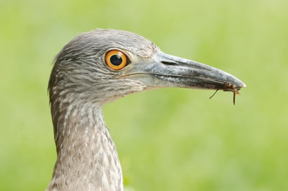 Yellow-crowned Night-heron Juv