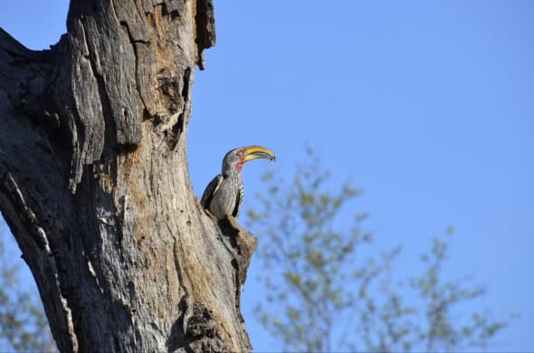 Southern Yellow-billed Hornbill (Tockus Leucomelas)