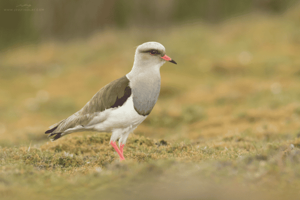 Andean Lapwing