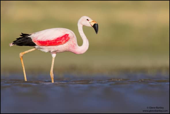 Andean Flamingo