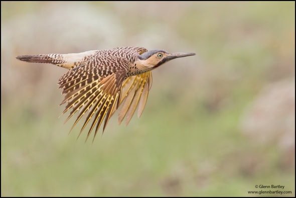 Andean Flicker