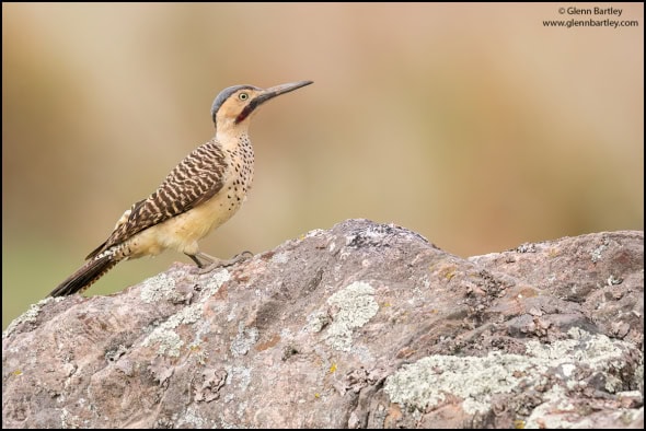 Andean Flicker