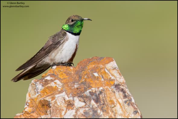 Andean Hillstar