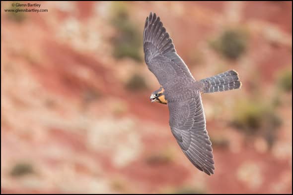 Aplomado Falcon